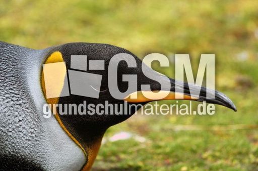 Königspinguin (71 von 84).jpg